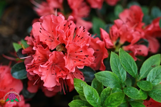 Rhododendron   'Satschiko'
